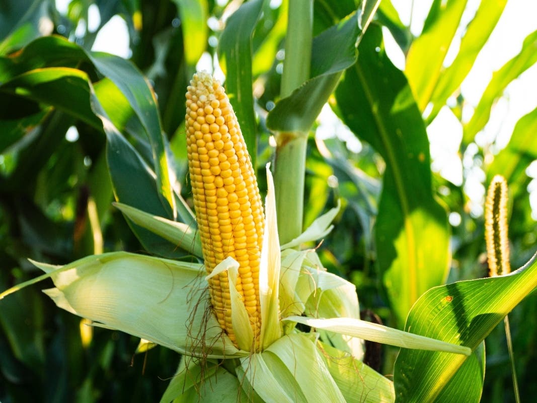 Vandals Destroyed Kids' UES Corn Garden. They're Planting It Again.