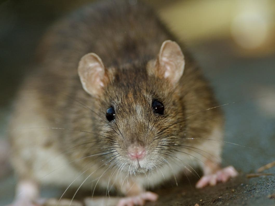 Medford Apartment Tenants Speak Out About Rat Problem