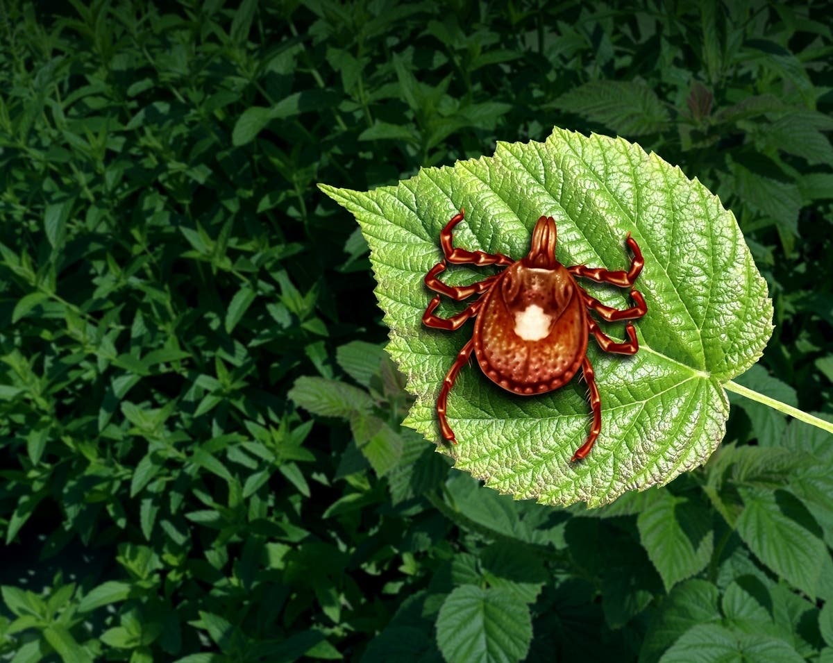 ER Visits For Tick Bites At Highest Level In A Decade: What To Know In CA