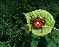 ER Visits For Tick Bites At Highest Level In A Decade: What To Know In CA