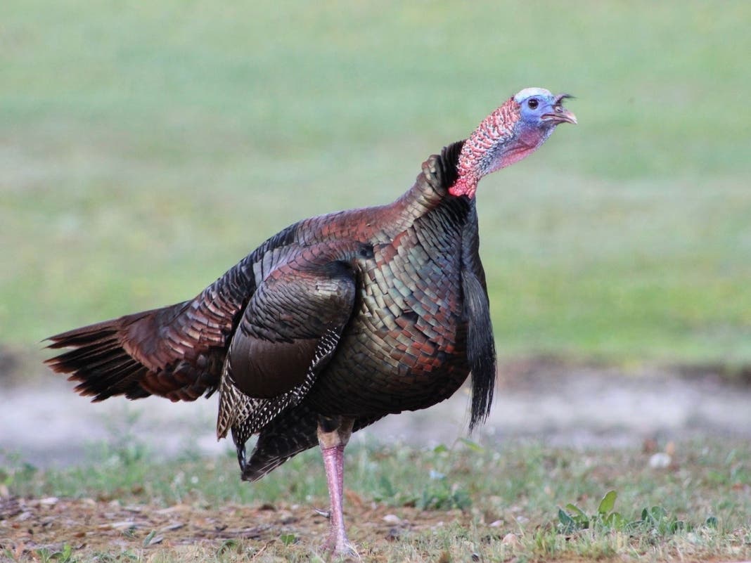 'Aggressive' Turkey Warning | Transient Beats Boy Offering Help | Surfer Rescued | Manhunt Ends: Patch PM