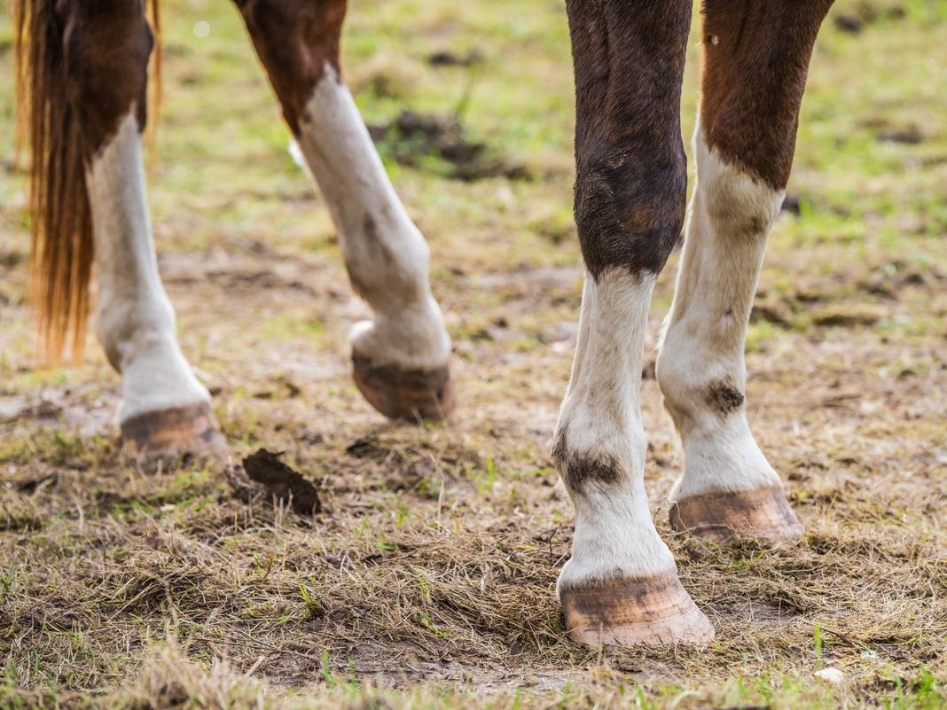 Update: Owners Found For 2 Horses Loose In Novato