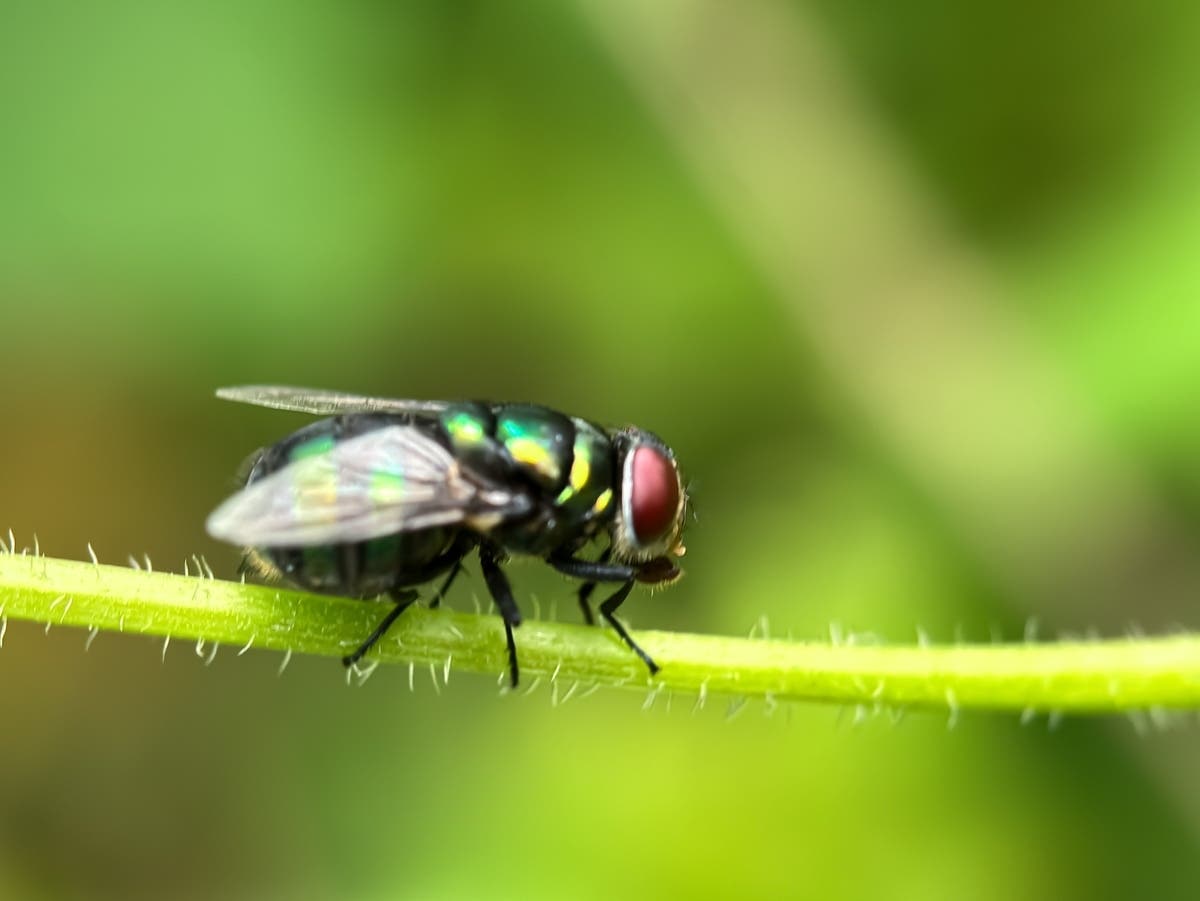 Flesh-Eating Parasite's Arrival Puts CA On Alert