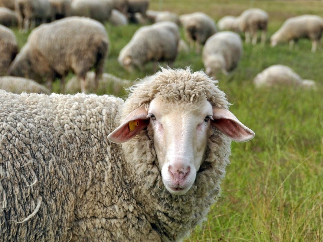 Marin Looks To Turn Local Wool Into Bigger Economic Opportunity