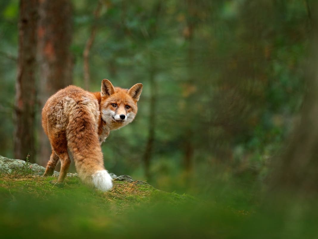 Shoe-Stealing Fox That Attacked 2 In North Jersey Declared Rabid