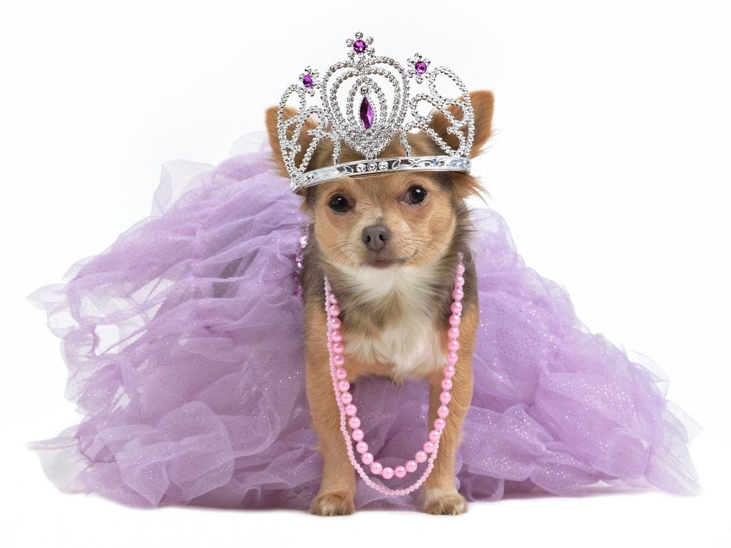 Paw-rade, Costumes, Furry Friend Adoptions Return To Downtown Walnut Creek