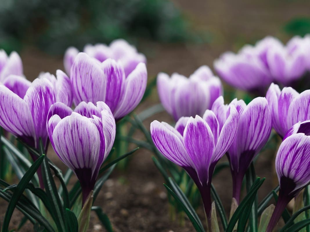 Free Native Tree Seedling Giveaway At Clark Botanic Garden
