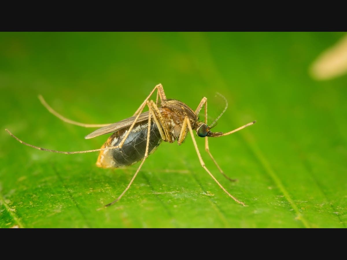 West Nile Virus Cases In Mosquitoes Climb Across Suffolk