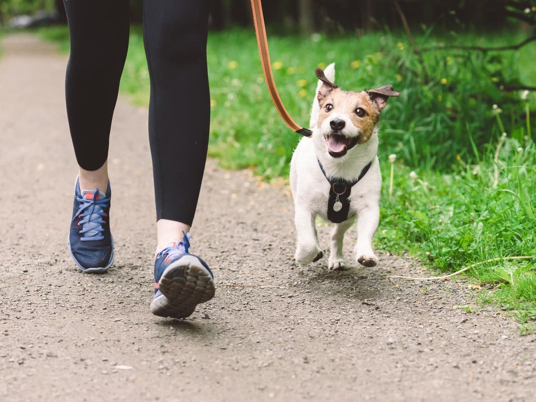 Help 'Calm the Canines' with Dallas Animal Services This July 4 Weekend