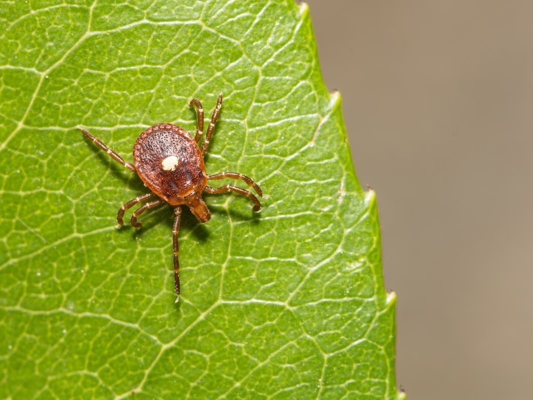 Lone Star Tick Bites Can Trigger Red Meat Allergy in New Yorkers: What to Know