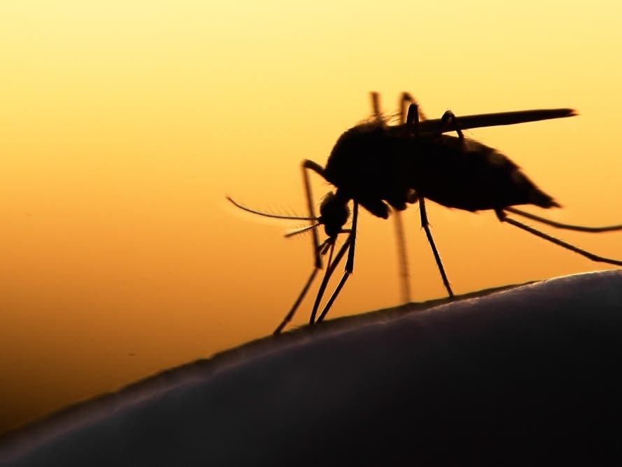 MD Confirms 1st Human Case Of West Nile Virus Of 2026