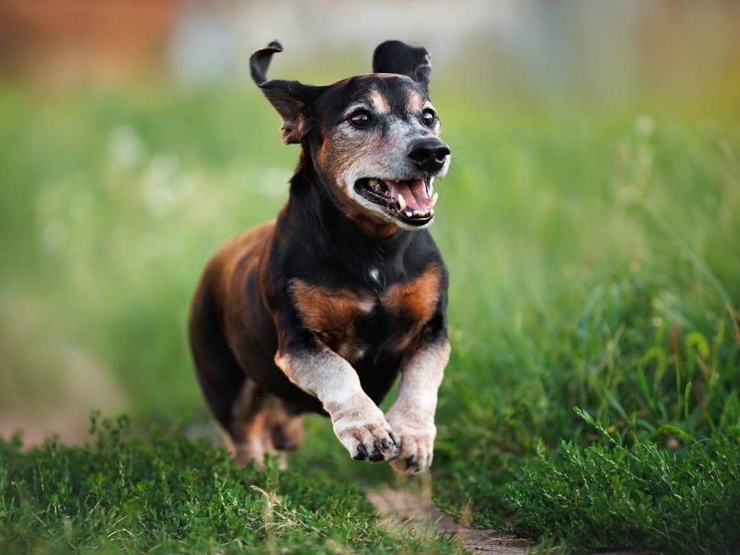 Montgomery County Hosts 2nd 'Clear The Shelters' Event
