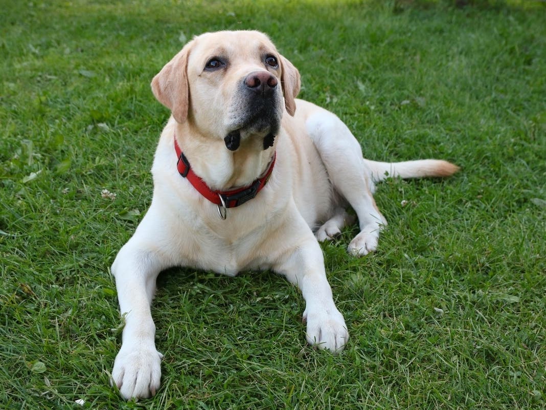 Danbury Approves New Dog Park Near Candlewood Lake