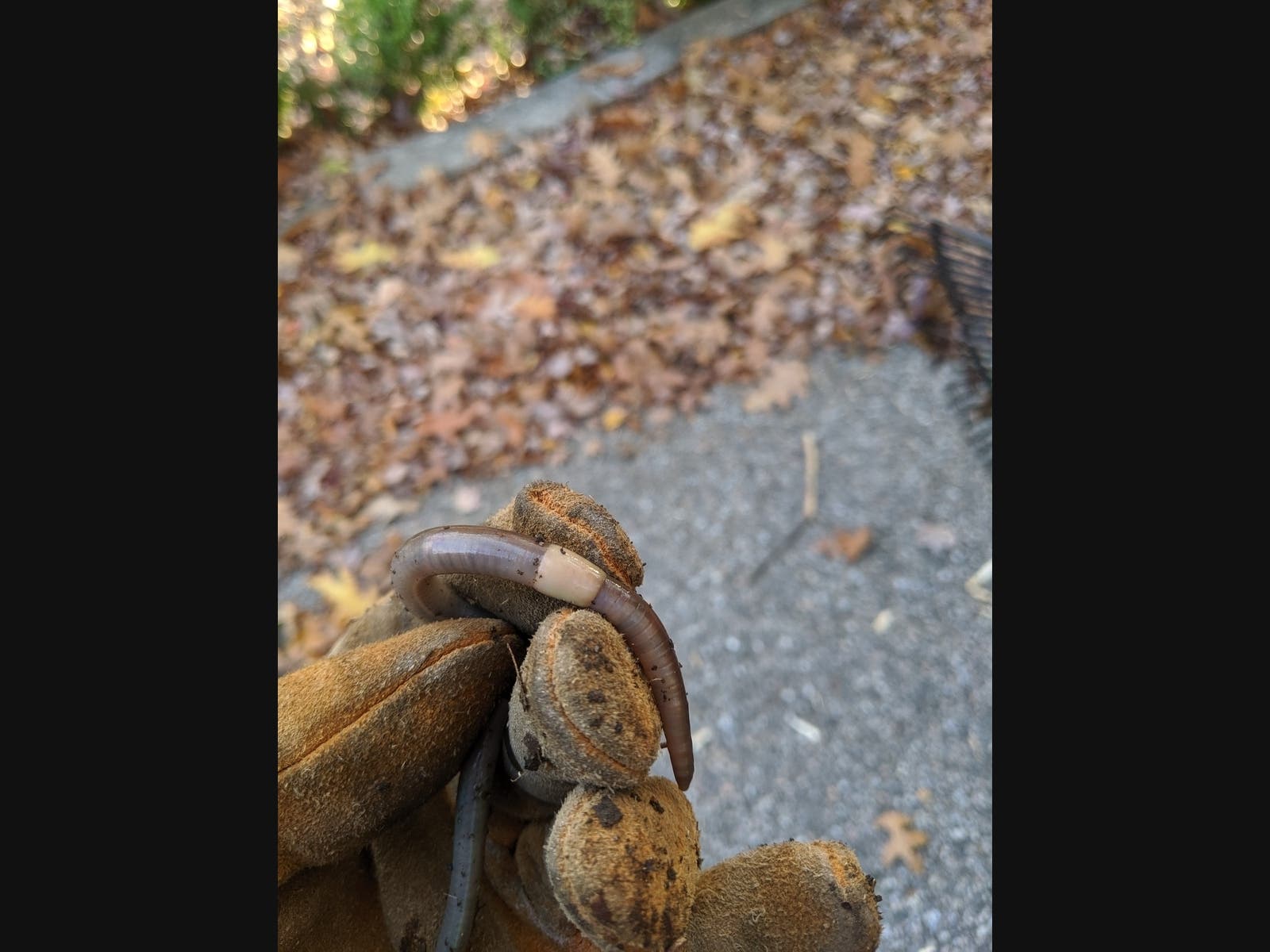 Invasive ‘Jumping Worms’ Reported In Southbury: What To Know