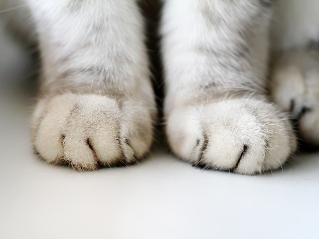 Pet Adoption Fees Waived For Special Loudoun County Shelter Event