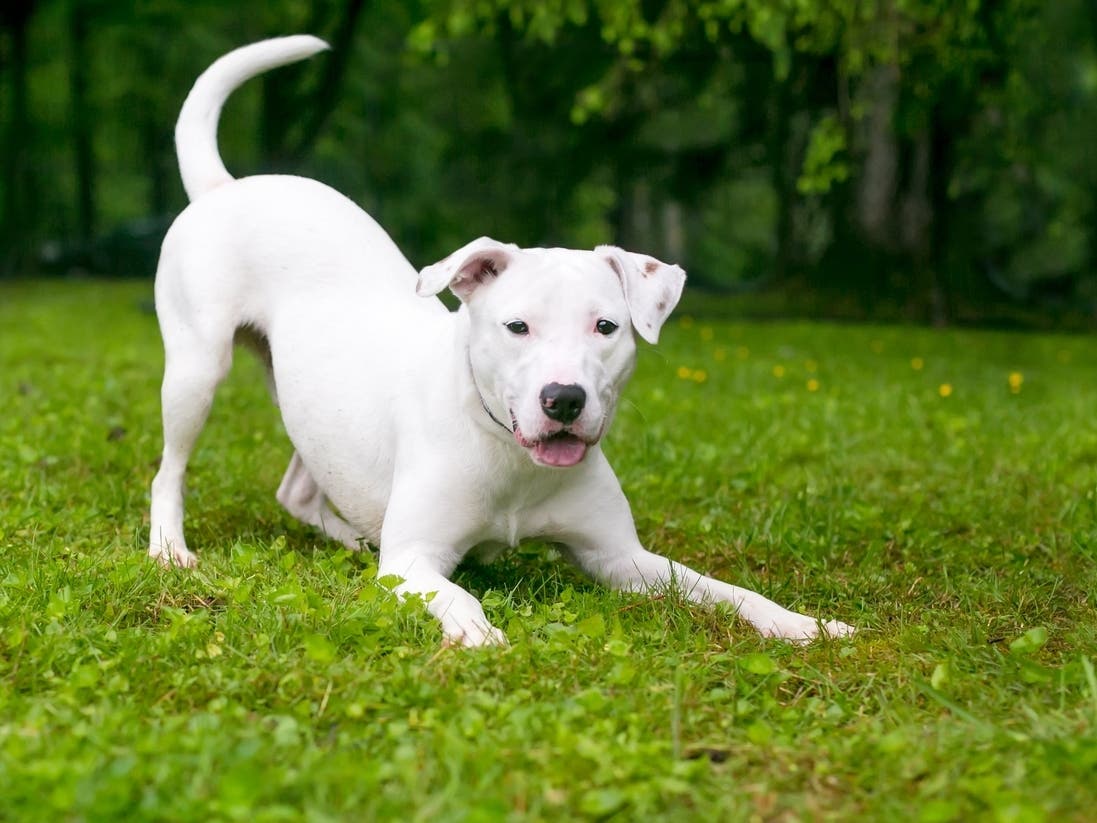 New Pet Care Provider Coming To Ashburn