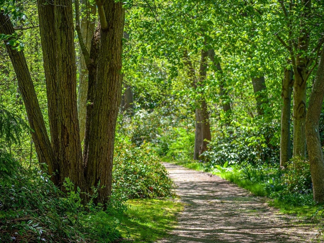 Hundreds Of Trees Removed From Protected Parkland, Union County Sues