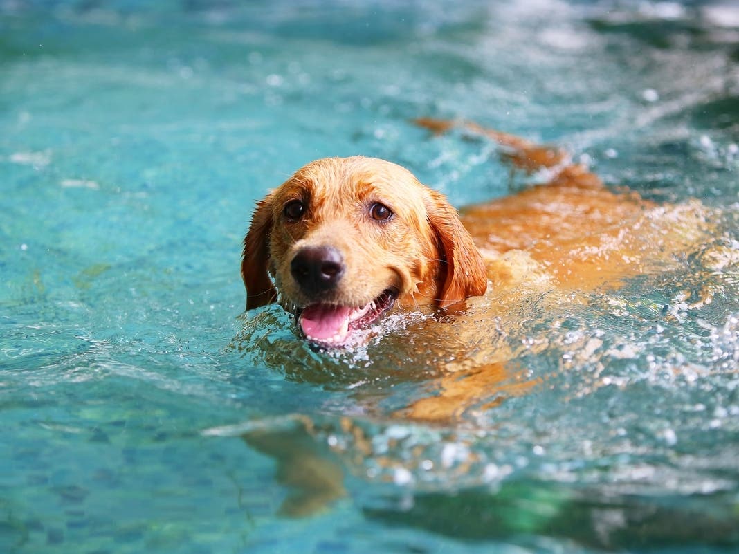 Clark Doggy Dip Makes A Splash Next Tuesday