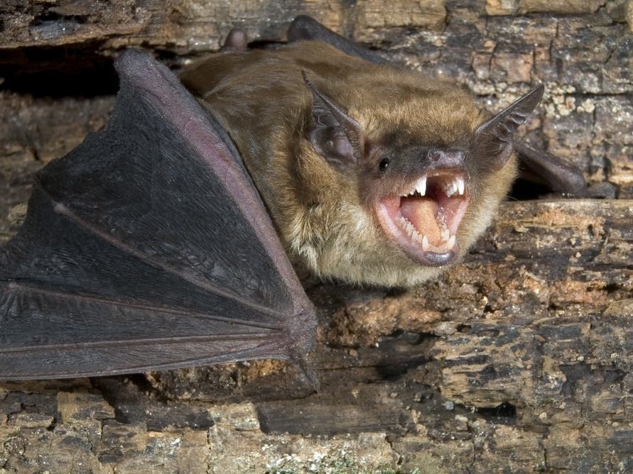 Discovery Of 3rd Rabid Bat Prompts Warning From Pasadena Health Officials