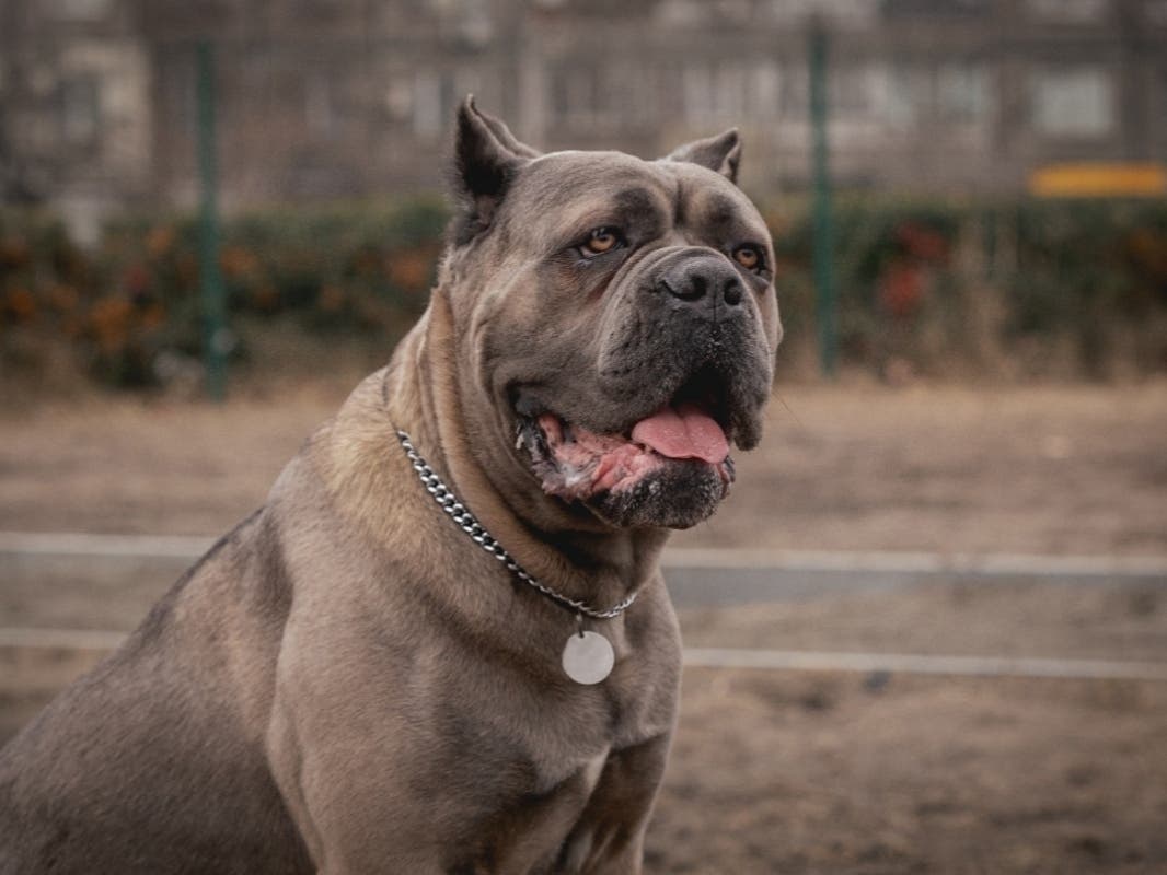 Dogs Involved In Fatal Back-Of-The-Yards Mauling Are Euthanized: CACC