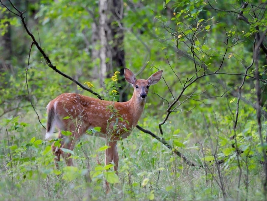Palos Park Police Alert Motorists To 'Frisky Deer' During Mating Season
