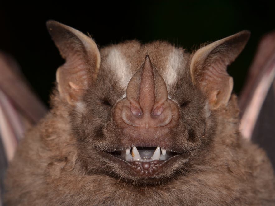 Rabid Bat Found In Kane County For First Time Since 2024
