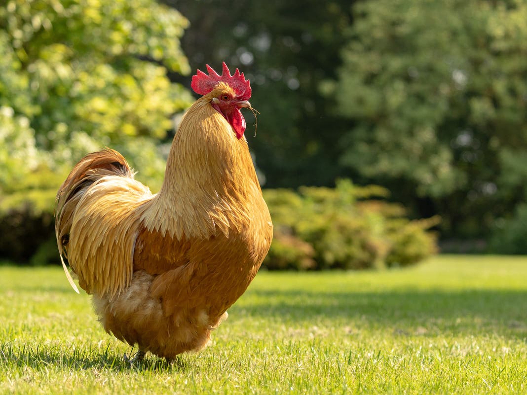 Lake In The Hills Keeps Ban On Backyard Chickens