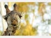 The "Kids Corner"​ series was produced as part of San Diego Zoo Global​​'s "We're Here Together" campaign, which has assembled a collection of resources to help wildlife lovers stay connected to education during the coronavirus pandemic.