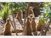 The "Kids Corner"​ series was produced as part of San Diego Zoo Global​​'s "We're Here Together" campaign, which has assembled a collection of resources to help wildlife lovers stay connected to education during the coronavirus pandemic.