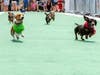 Who will win the Fastest Wiener In The West title in 2023 at the Wienerschintzel Wiener Nationals in Los Alamitos/Cypress? 