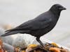 The infected crow was found in the North Park neighborhood.