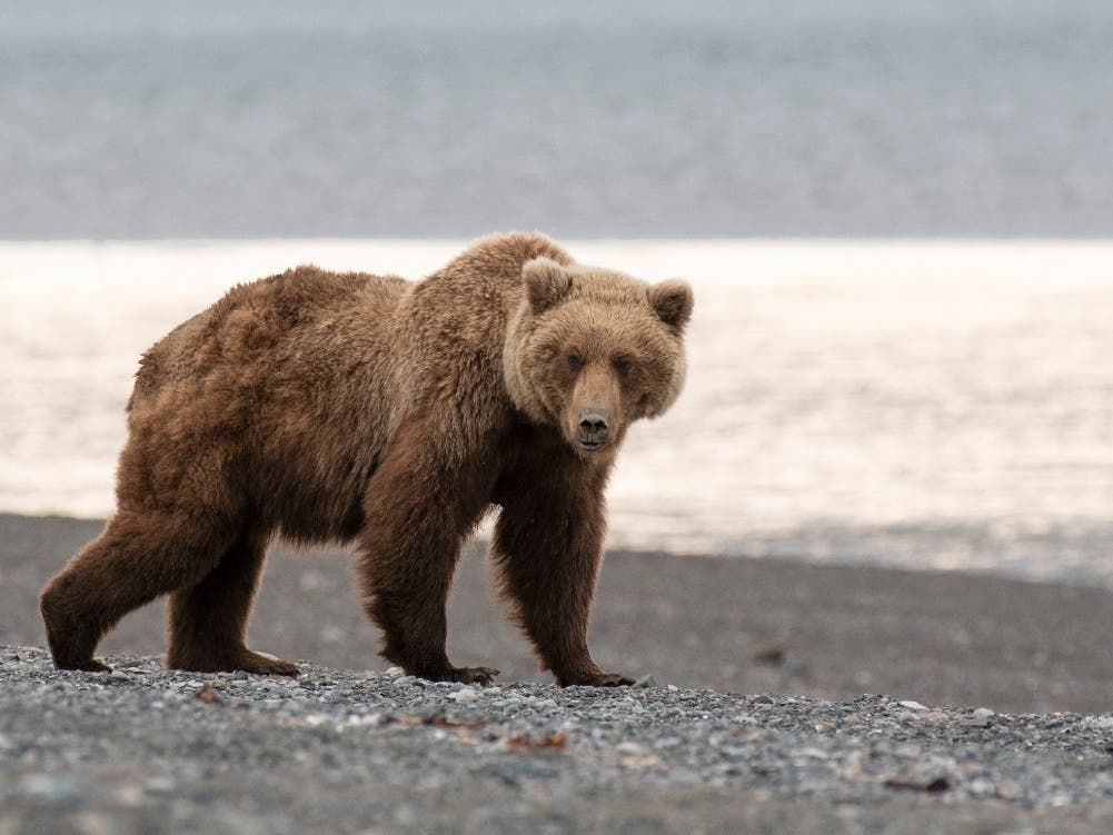 San Diego Hiker Survives Grizzly Bear Attack At Glacier National Park