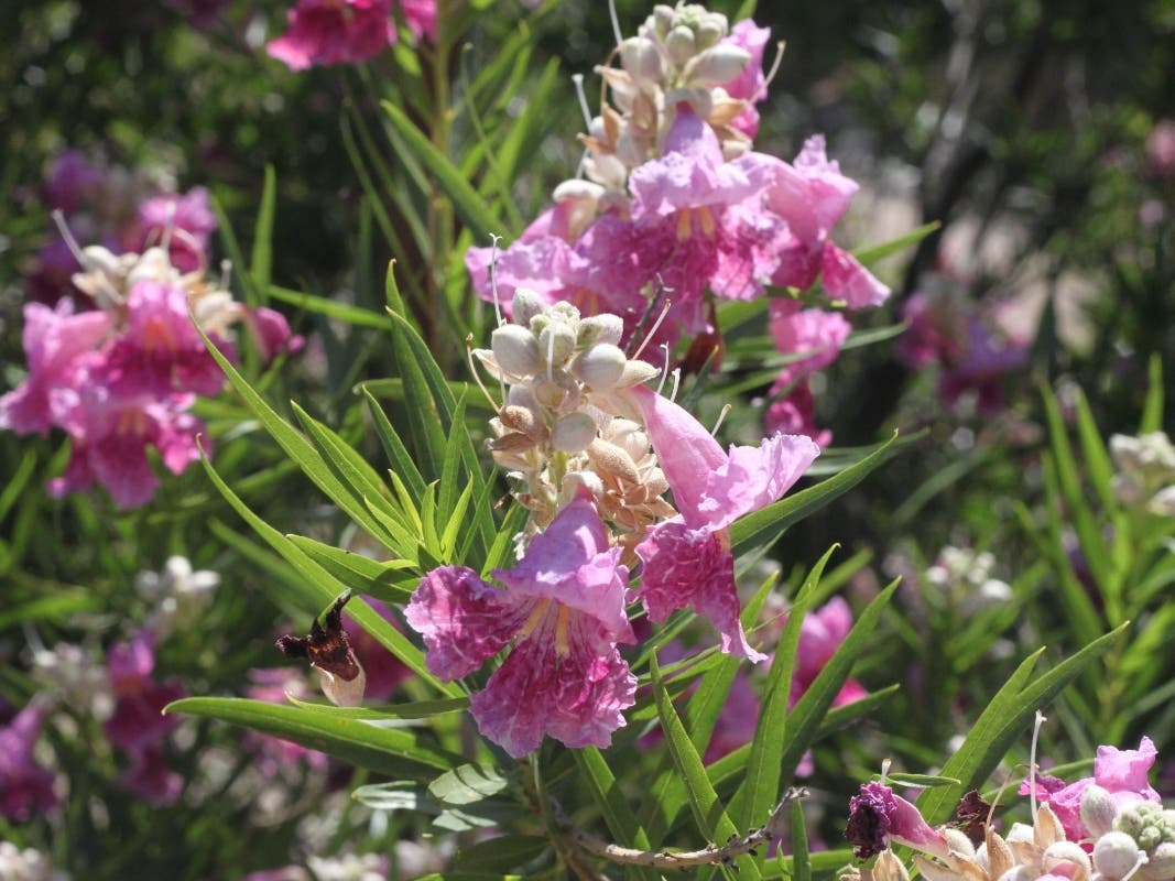 Costco Customers Urged To Check Desert Willow Plants For Invasive Pests