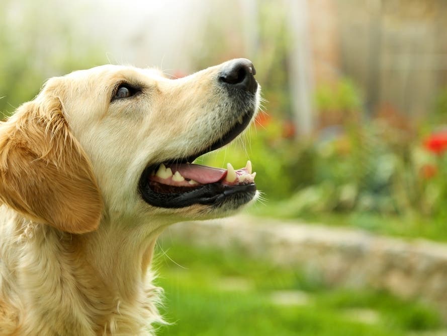 Golden Retriever Greets Burglar With Toys During San Diego Break-In