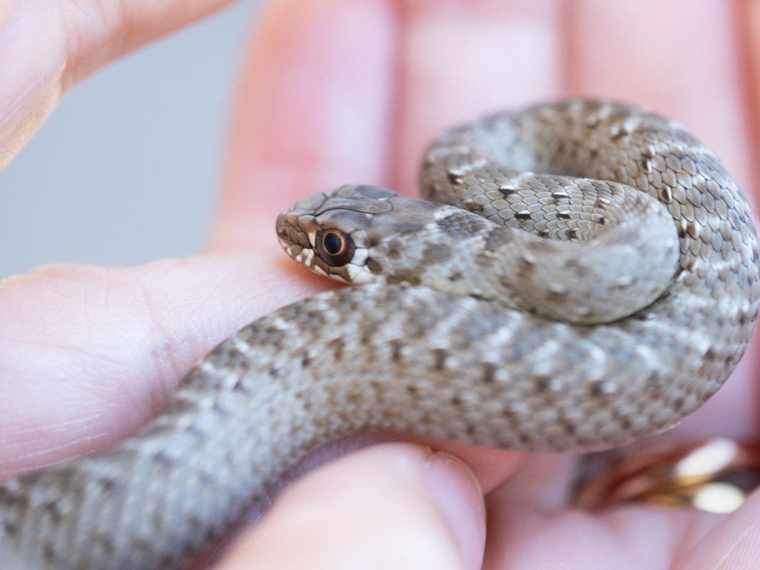 VA Woman 'Traumatized' After Snake Falls Into Margarita | Across