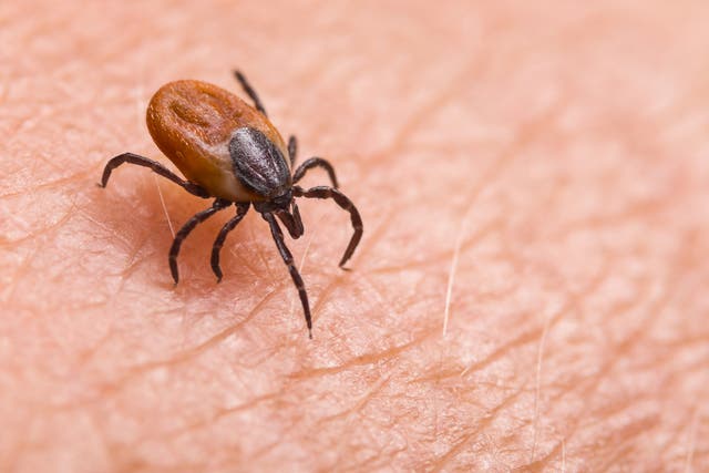 Marylanders At Higher Risk For This Disease As Ticks Emerge For 2026 ...