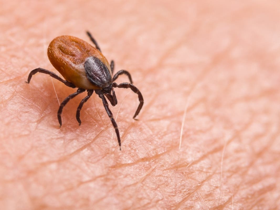 ER Visits For Tick Bites At Highest Level In A Decade: What To Know In MD