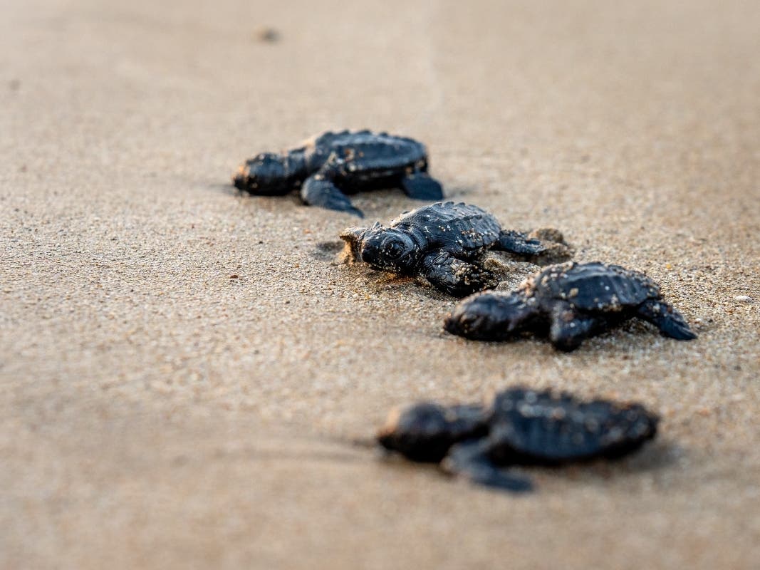 55 Sea Turtle Hatchlings Found Dead On Anna Maria Island