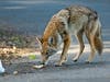 The coyote lunged at the mother and child, knocked over their stroller and apparently bit them, police said.
