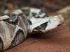 Deadly OC Viper Sighting Faked, Police Say: How AI And A Lie Caused Alarm