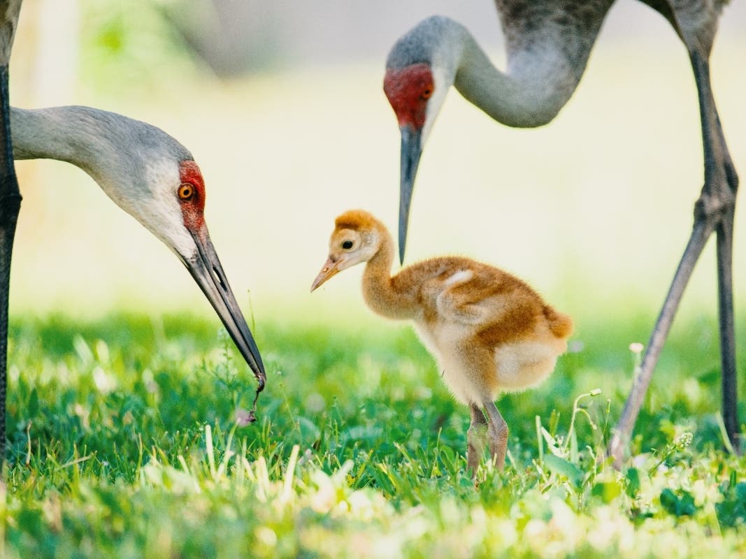 Man Killed Near Bar | Baby Cranes Born | Bank Robbed At Gunpoint: IL Weekend