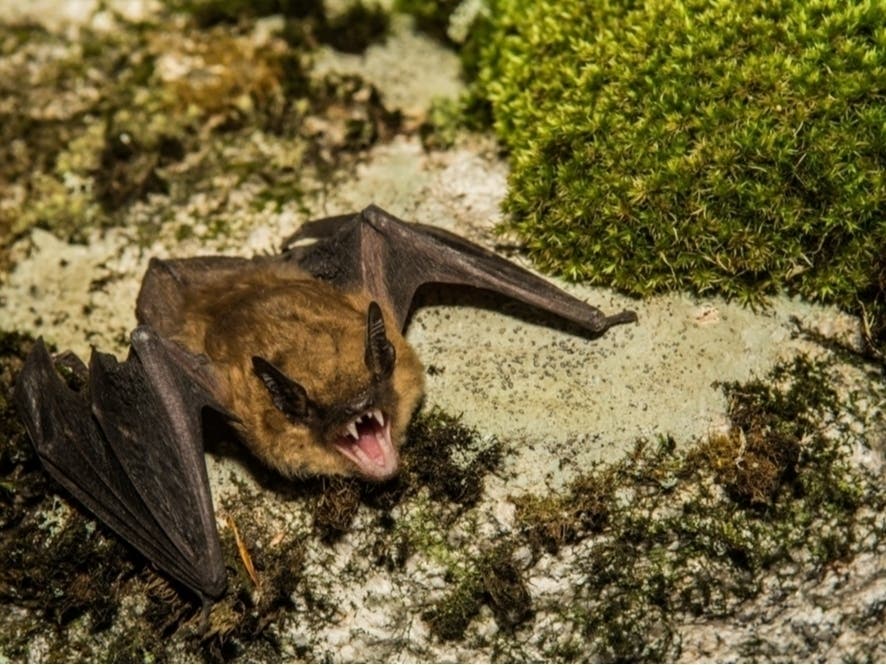 Rabid Bat In Apartment | Shampoo Spill Snarls Traffic | School Workers Die In Murder-Suicide: IL News
