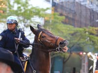 Rescue Horse That Beat Death Returns The Favor: Weird News & Oddities