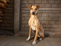 What Do You Do If You Find A Lost Dog Or Cat? Block Talk