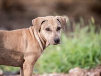 Lost Pets In The Neighborhood? When To Help And When To Call The Pound: Block Talk
