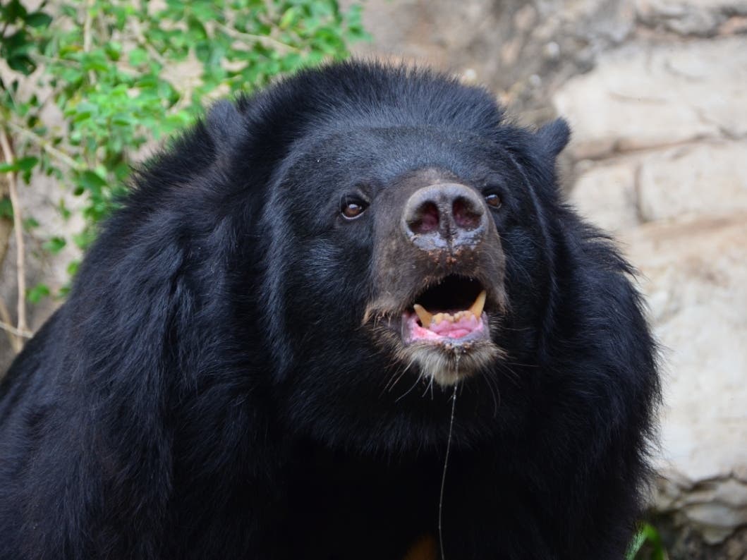 Man Fights Bear For 40 Minutes To Save Pet Goat: Weird News & Oddities