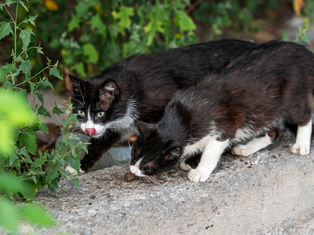 How To Handle Feral Cats And Free-Roaming Pets: Block Talk