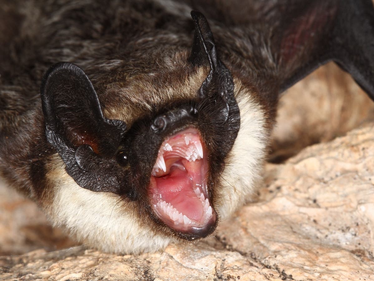 Sleeping Woman Wakes To Bat In Her Mouth: Weird News & Oddities