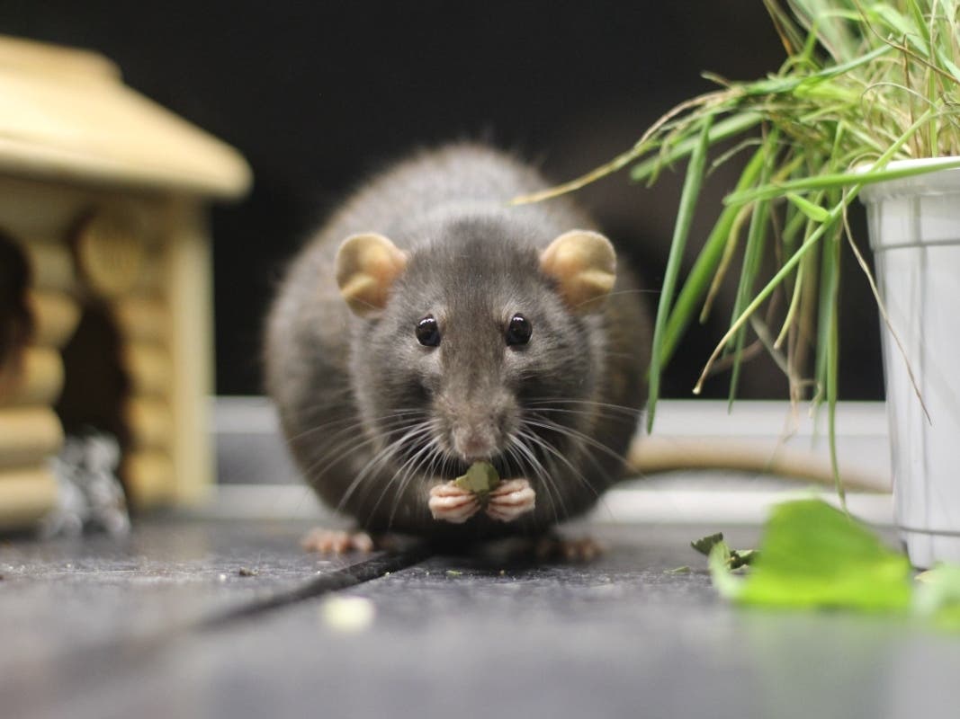 Huge Rats Move In, Drive Families Out: Weird News & Oddities