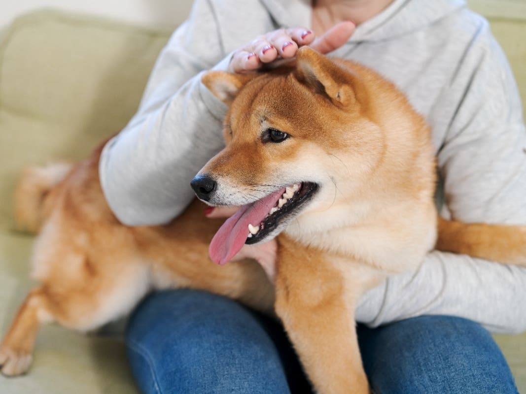 Taking Your Dog Everywhere Can Cross A Line Even Dog Lovers Draw [The Question]